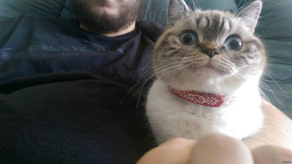 угарные коты