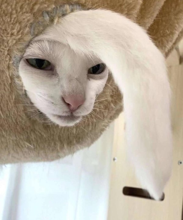 милые котики смешные