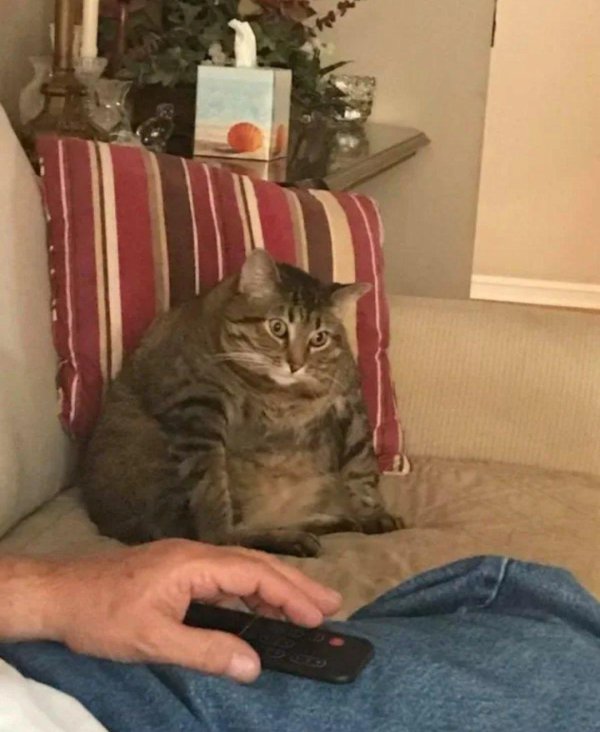 толстые коты