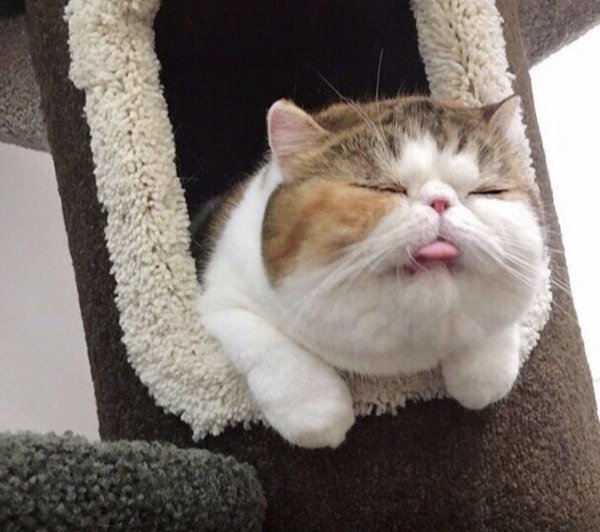 толстые японские коты