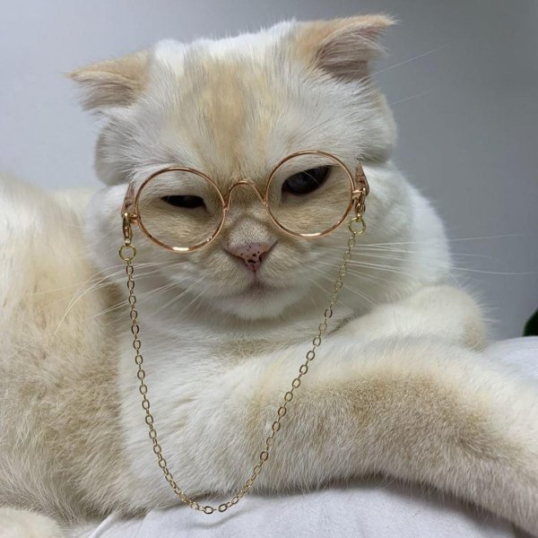 котики с очками