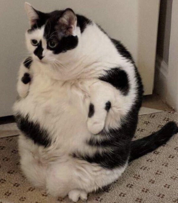 два жирных кота