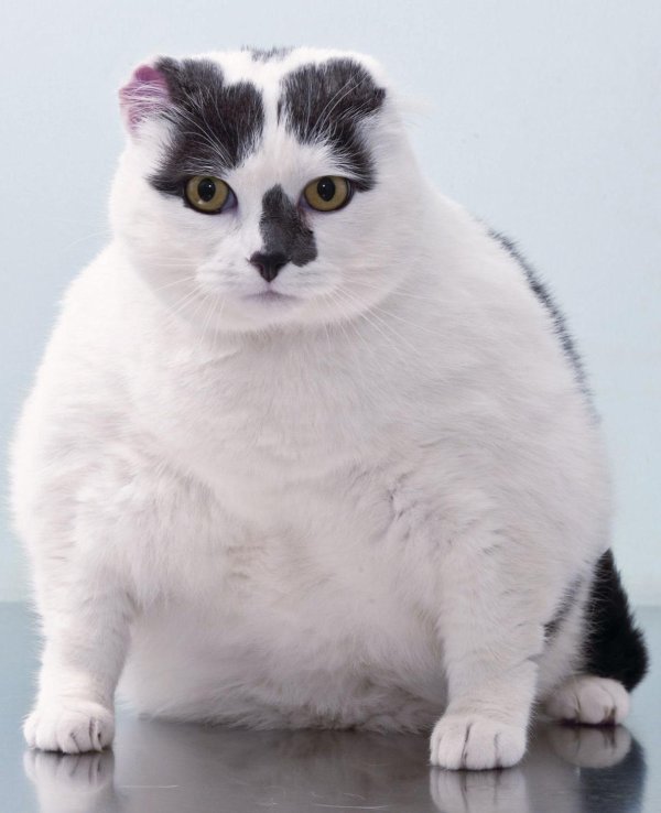 шотландская вислоухая кошка