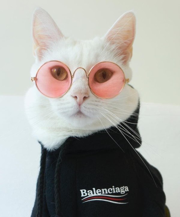 модные коты