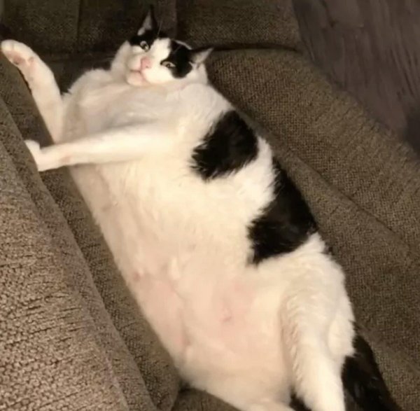 жирная кошка