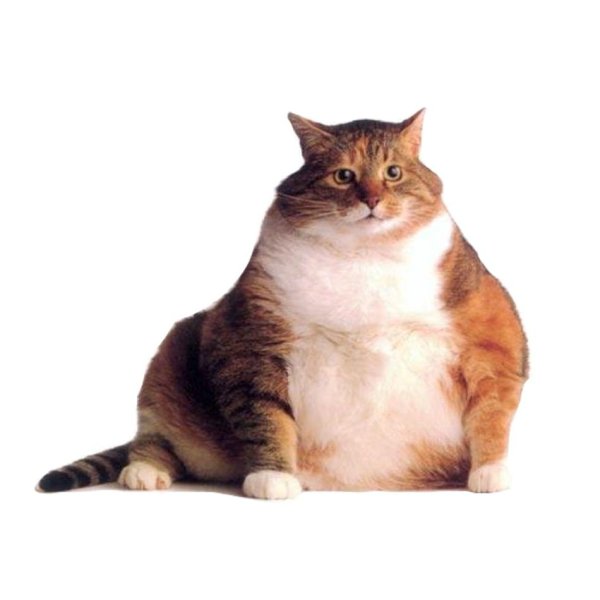 жирная кошка