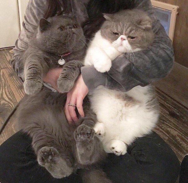 два пушистых кота