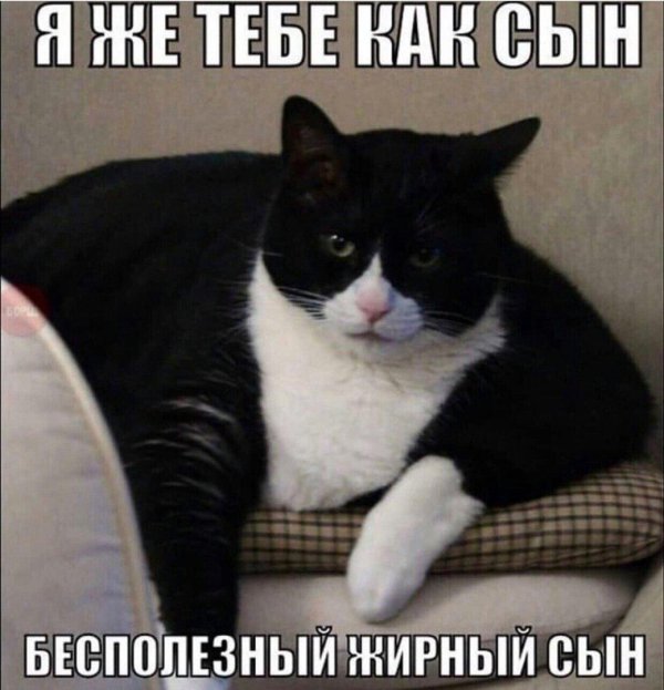 толстые коты