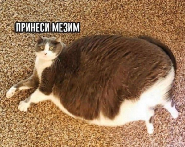 жирные коты