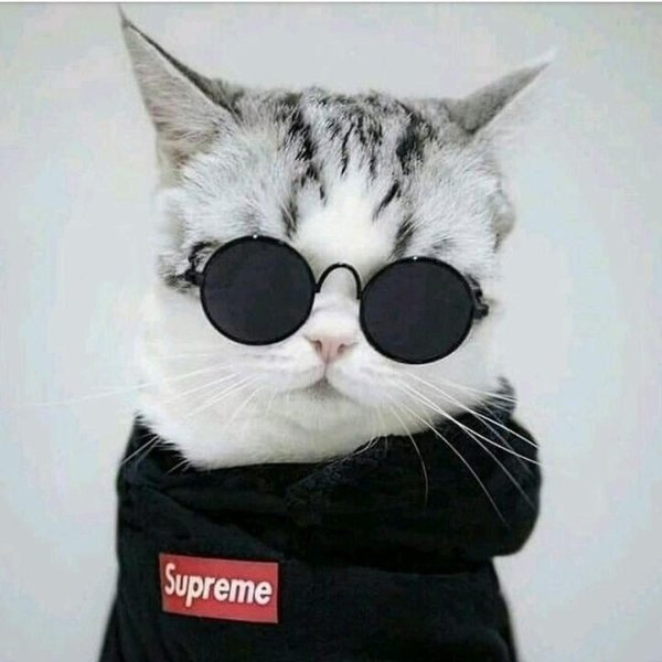 крутые коты