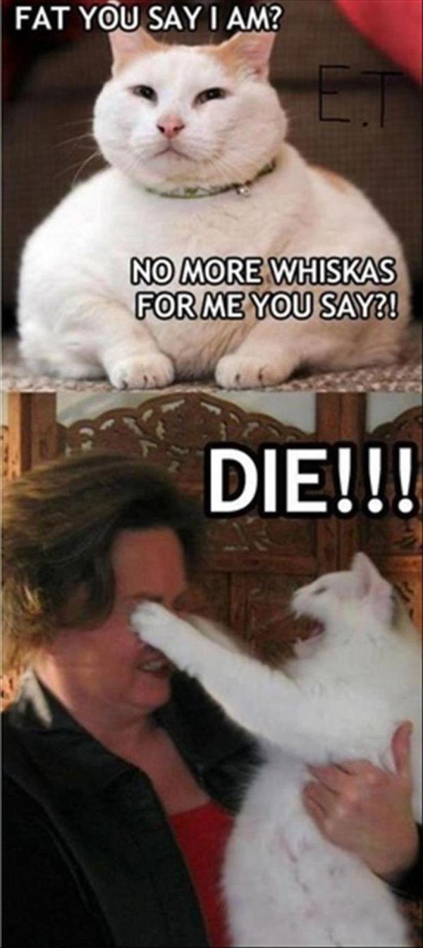 жирный кот мем