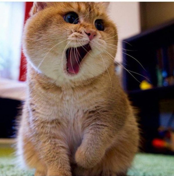 скоттиш страйт хосико