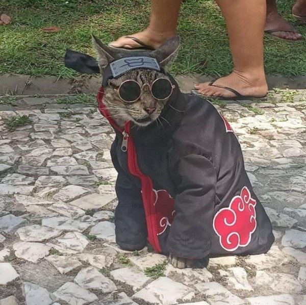 кошка в костюме