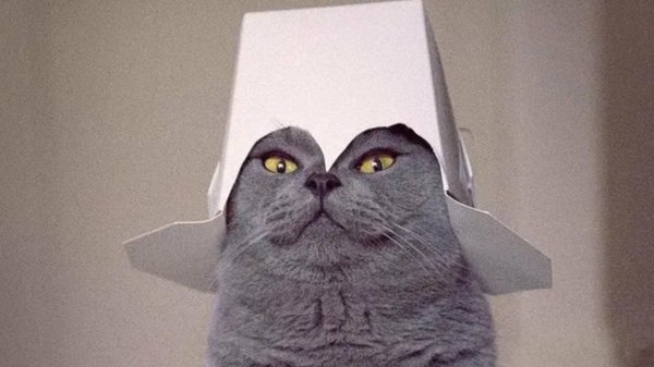 кошка смешная