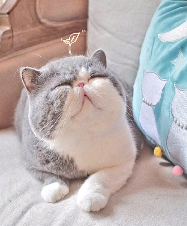 милые пухленькие котики