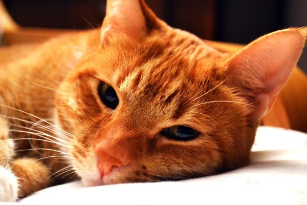 серо рыжие коты