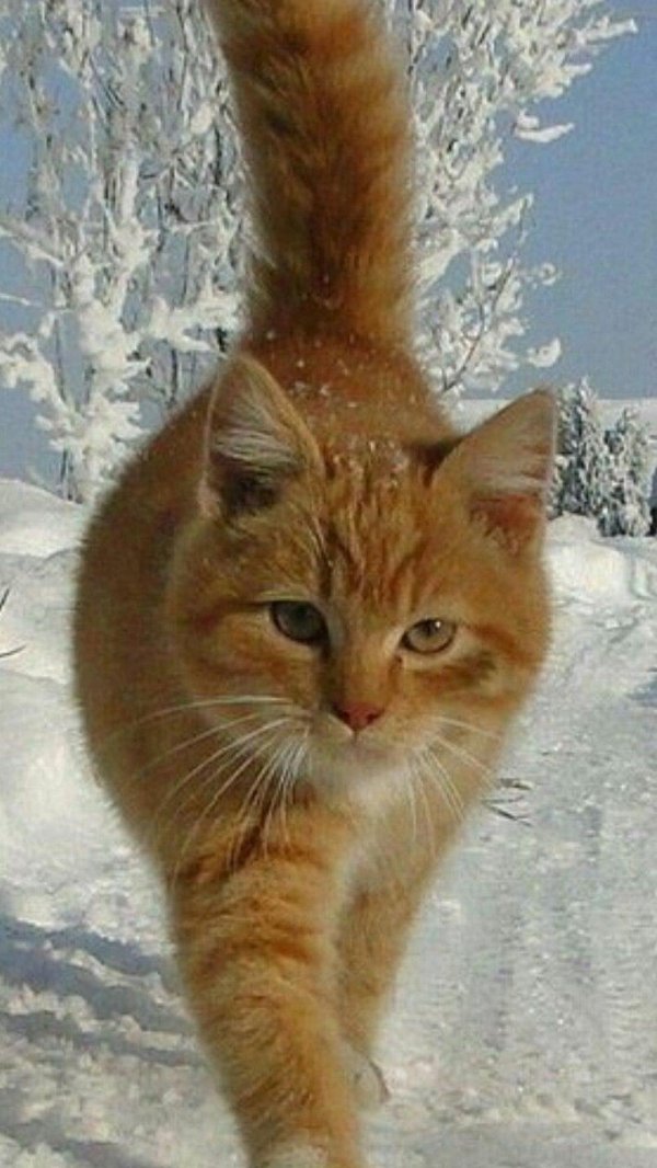 зимние котики