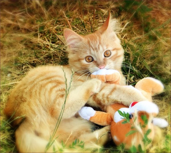 котенок рыжик