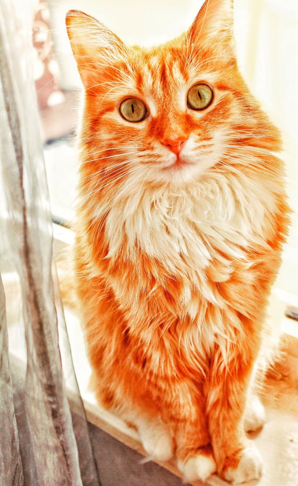 рыжего кота