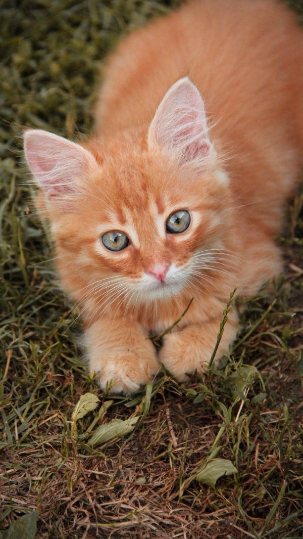 рыжие котята