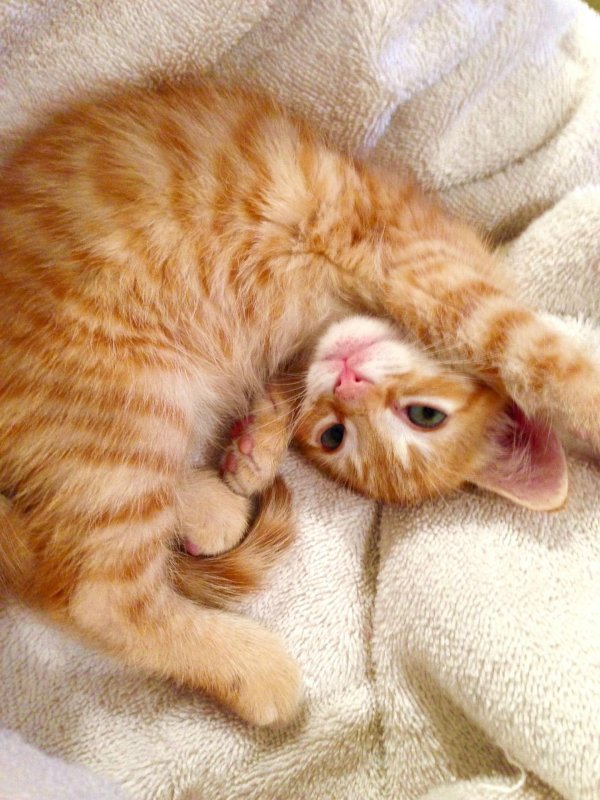 рыжие котики