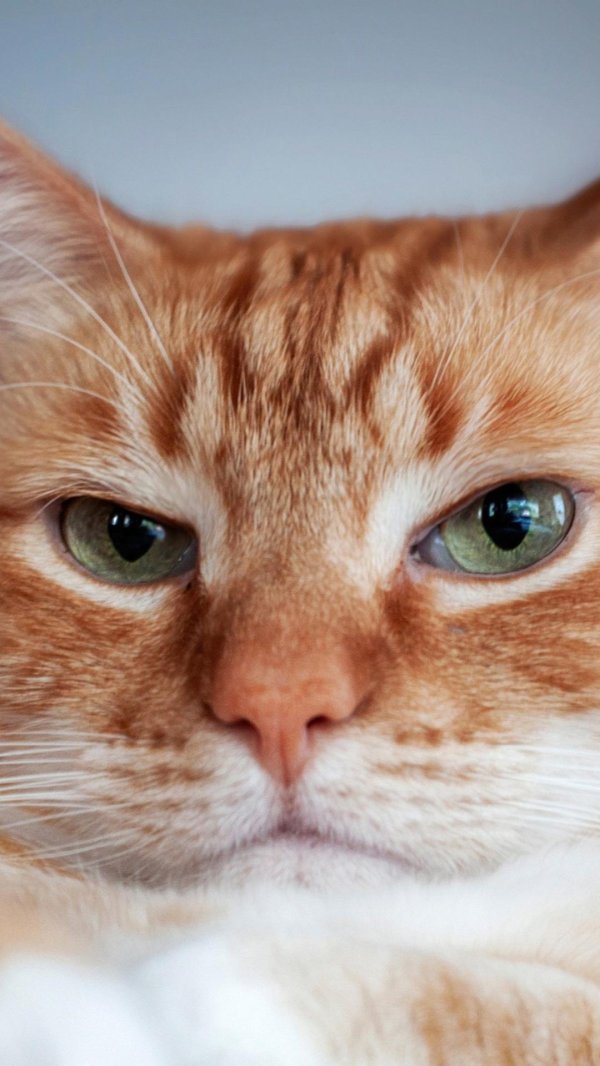 рыжего кота