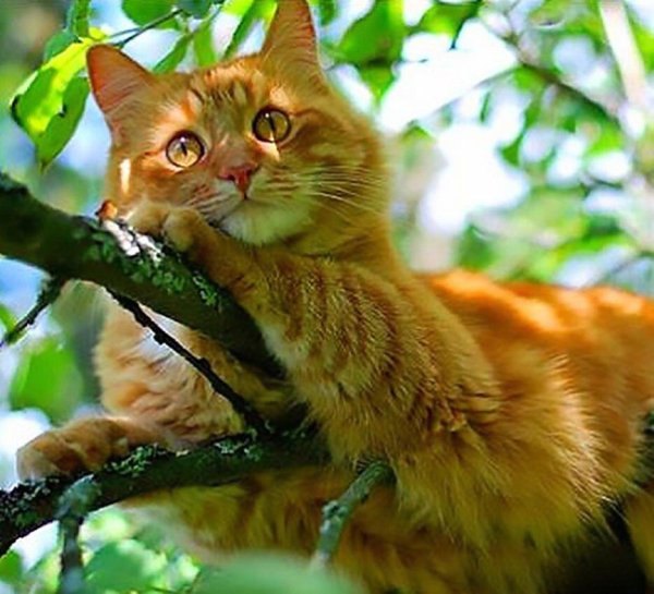 рыжего кота