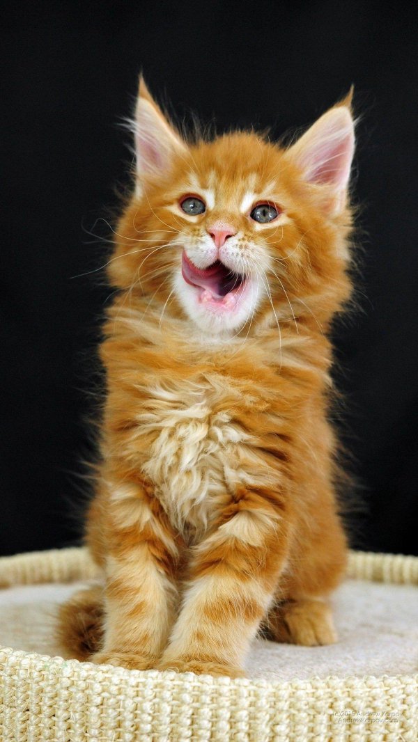 котенок мейн кун