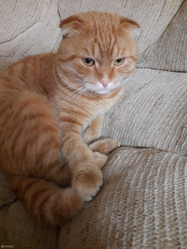 шотландский скоттиш фолд рыжий