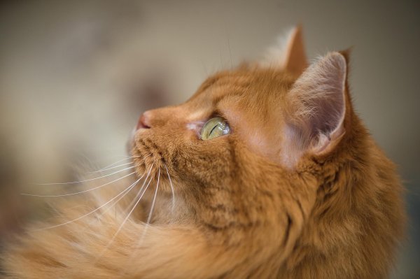 рыжего кота