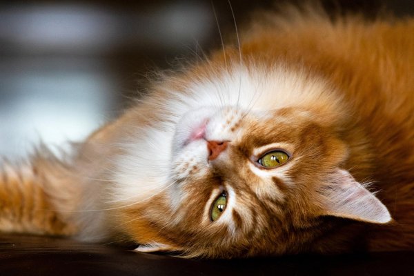 рыжий мейн кун