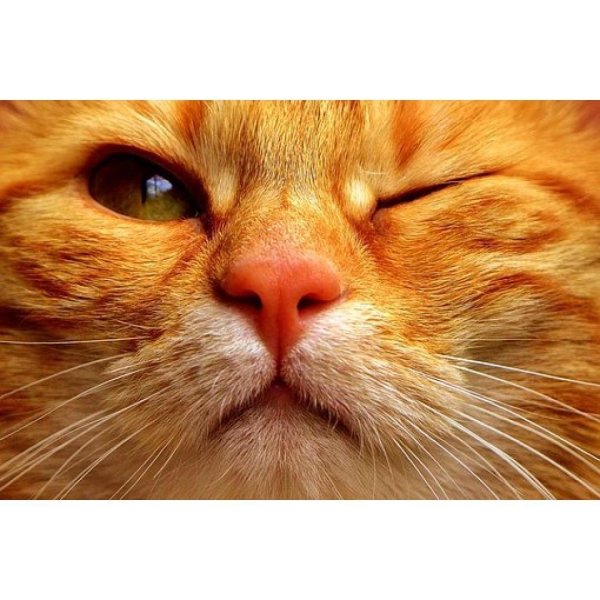 рыжего кота