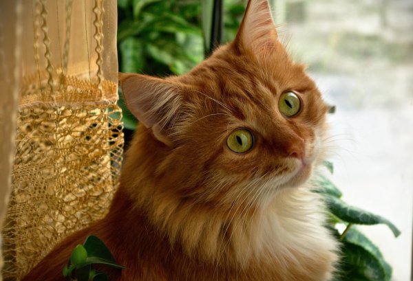 кошка рыжая