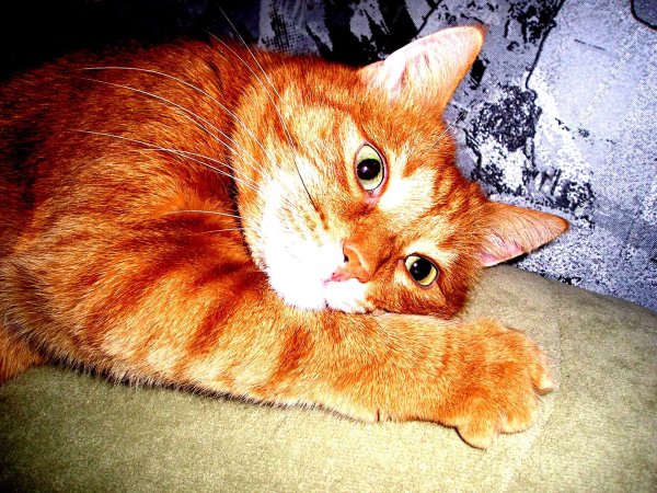 рыжие котики