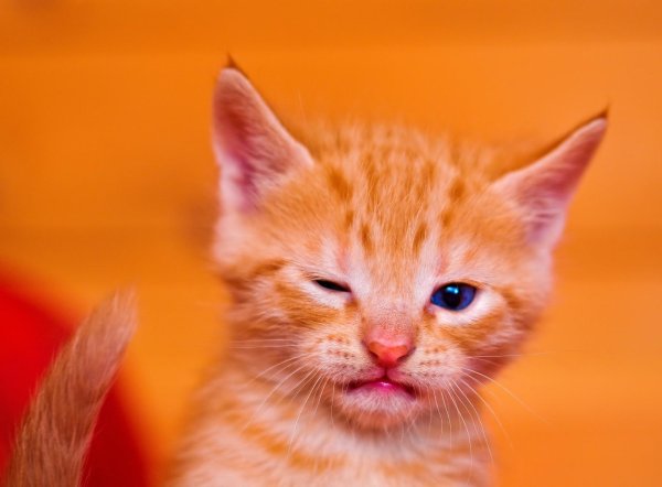 orange kitten