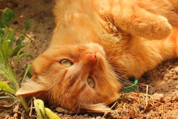 Рыжие коты и красивые
