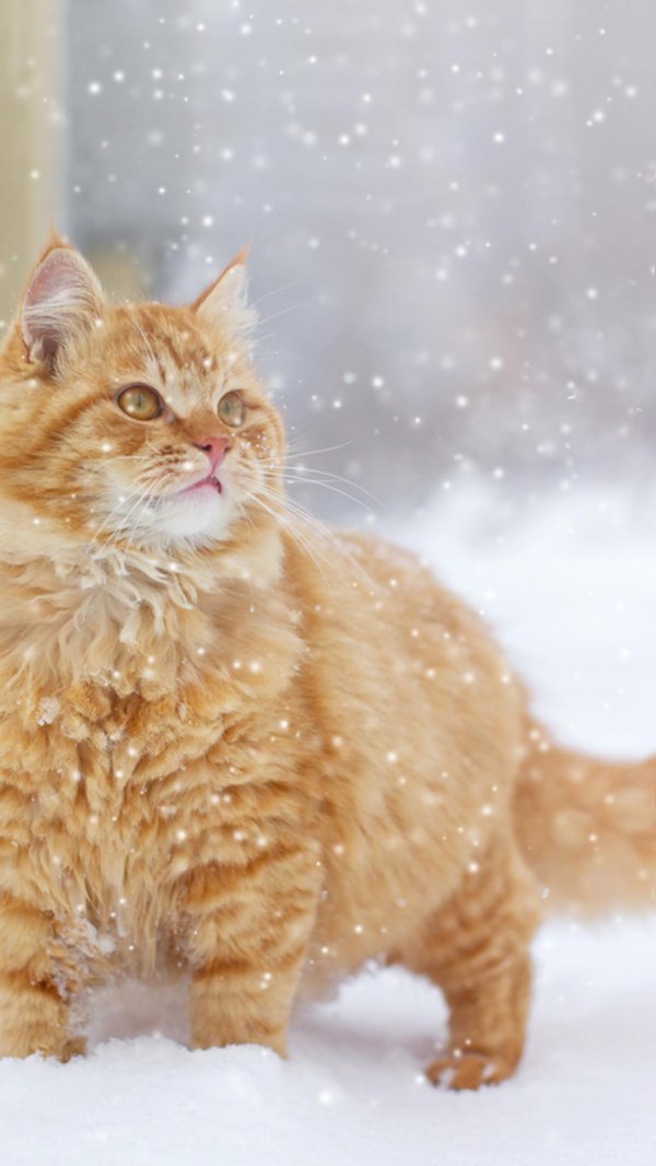 сибирская кошка рыжая