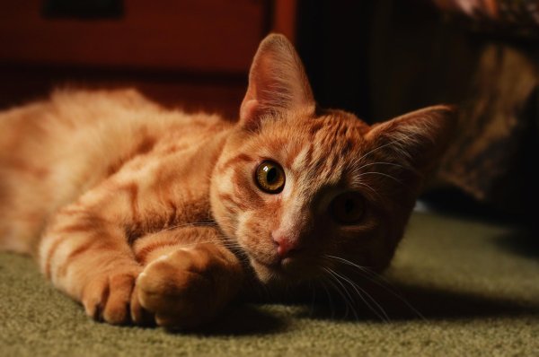 рыжего кота