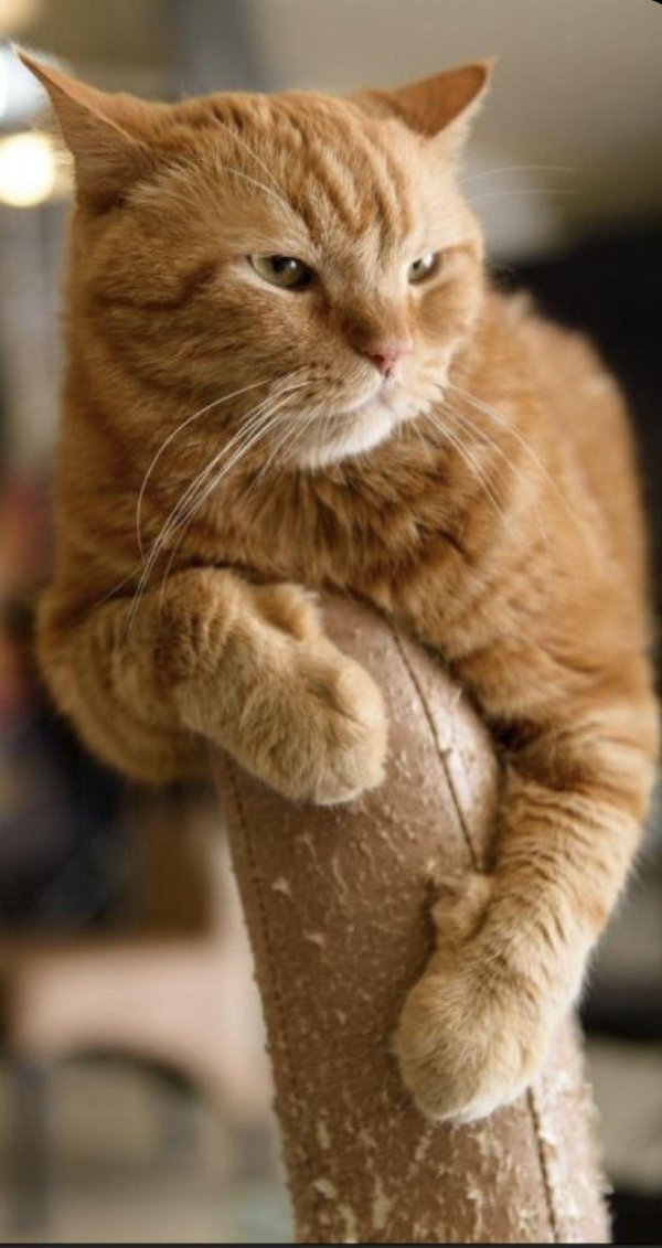 рыжего кота