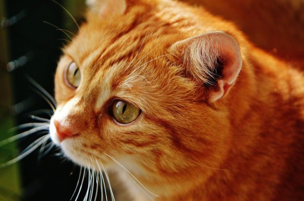 кошка рыжая