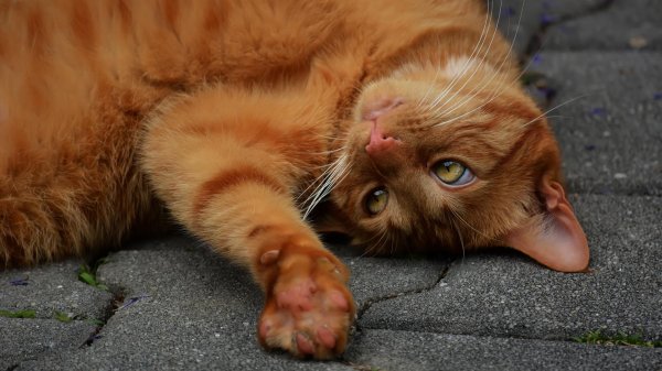 рыжего кота