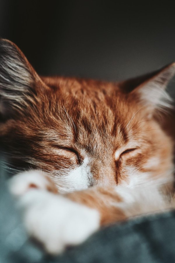 рыжего кота