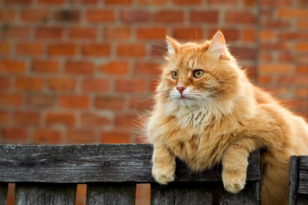 рыжего кота