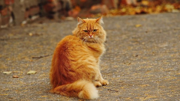 кошка рыжая