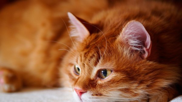 красивые рыжие коты