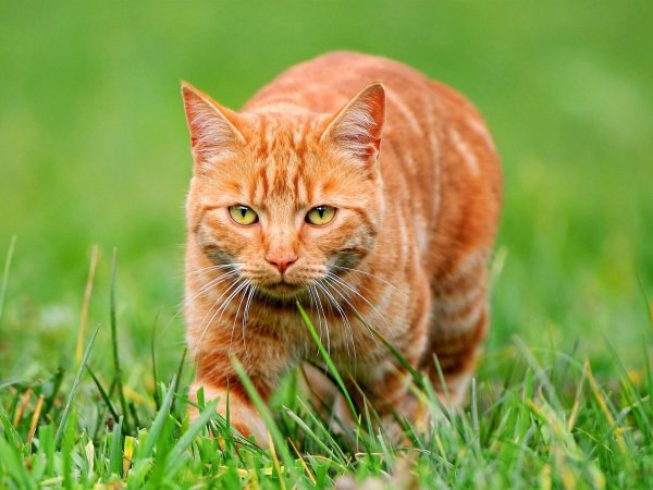 рыжего кота