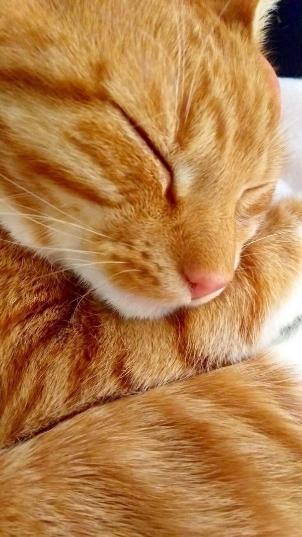 рыжего кота