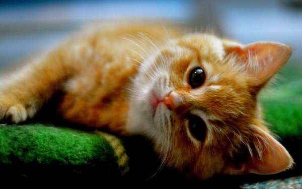 котик муррр