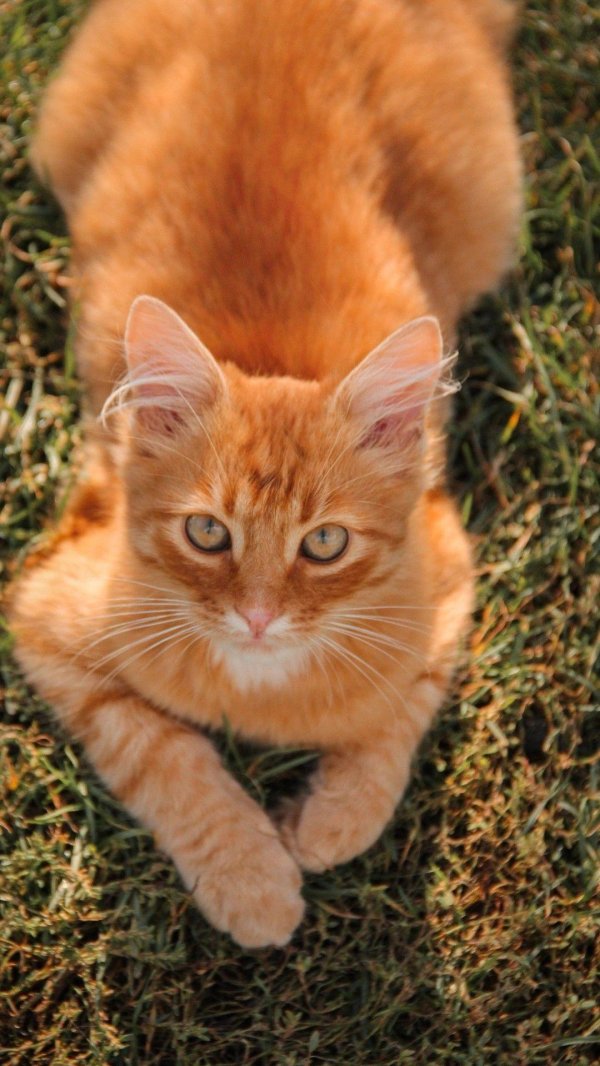 рыжие котята