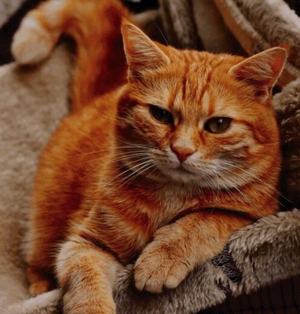 рыжего кота